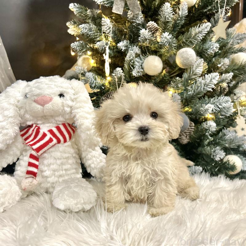 販売中の栃木県のマルプー:マルチーズ×トイプードル-434011