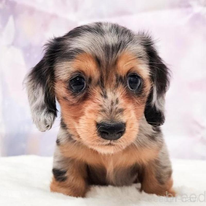 販売中の大阪府のカニンヘンダックスフンド(ロングヘアード)-434010