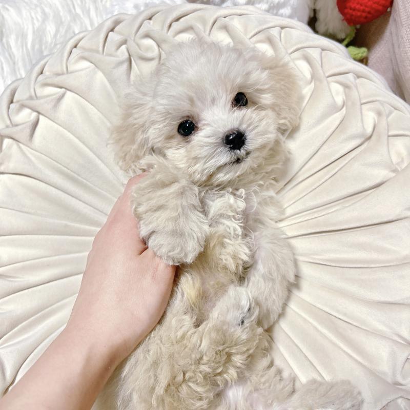 販売中の栃木県のマルプー:マルチーズ×トイプードル-434011の3枚目