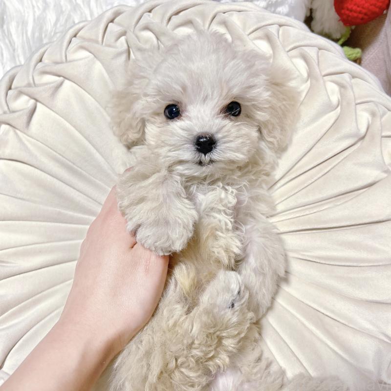 販売中の栃木県のマルプー:マルチーズ×トイプードル-434011の2枚目