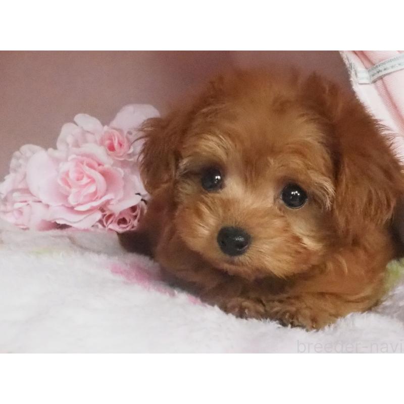 販売中の岡山県のチワプー:チワワ×トイプードル-434015の3枚目