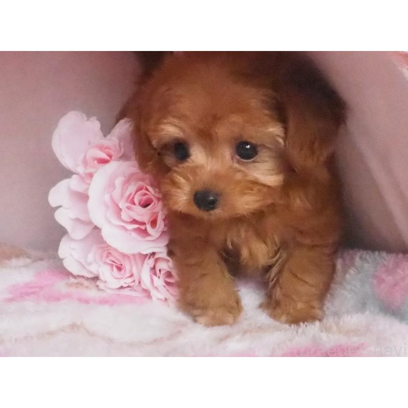 販売中の岡山県のチワプー:チワワ×トイプードル-434015の2枚目