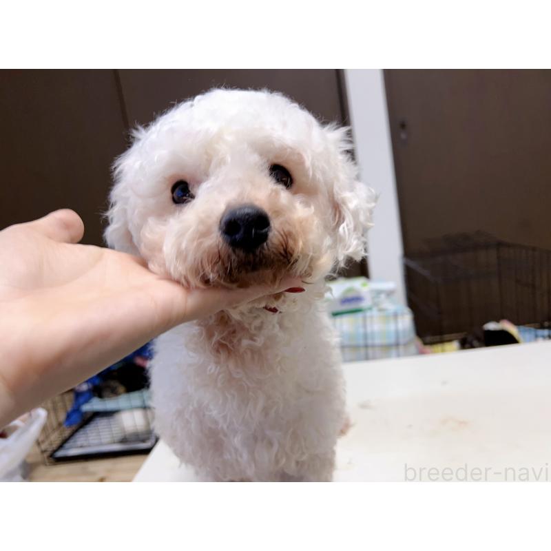 大ビションちゃん1枚目