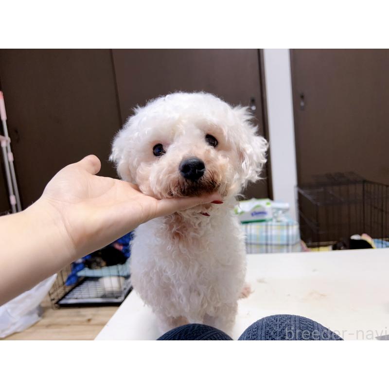 大ビションちゃん1枚目