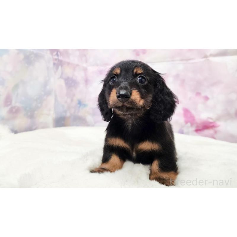 販売中の大阪府のカニンヘンダックスフンド(ロングヘアード)-434012の5枚目