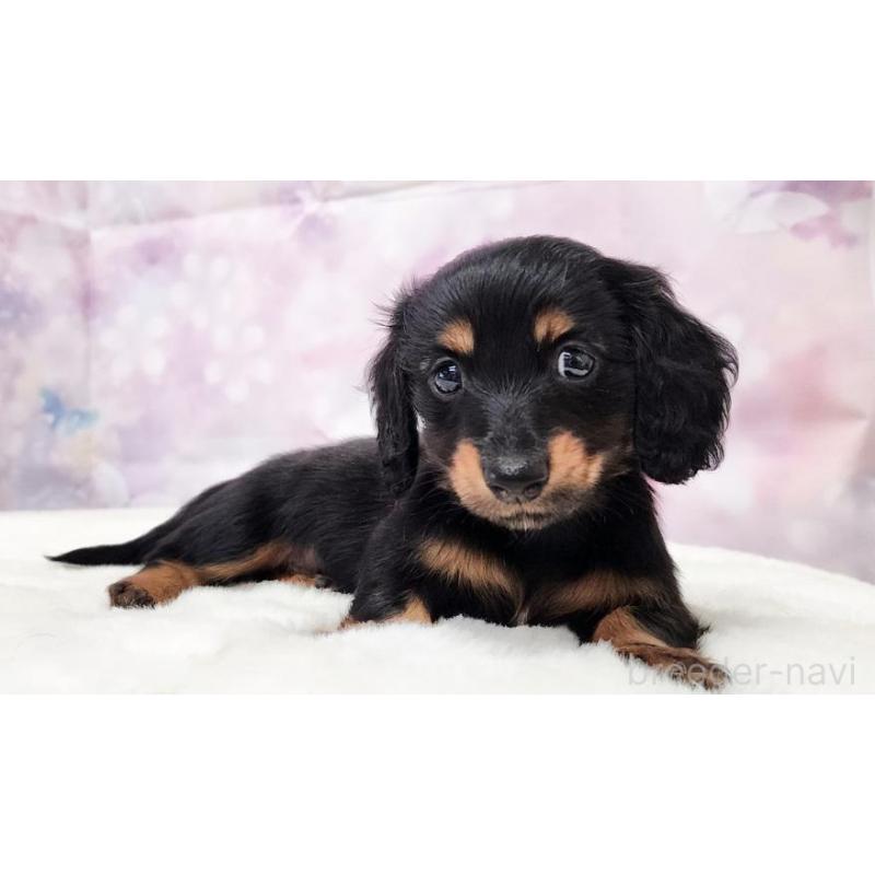 販売中の大阪府のカニンヘンダックスフンド(ロングヘアード)-434012の4枚目