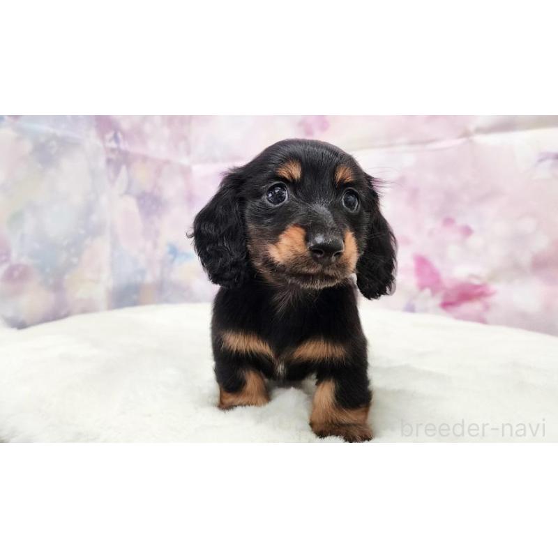 販売中の大阪府のカニンヘンダックスフンド(ロングヘアード)-434012の3枚目