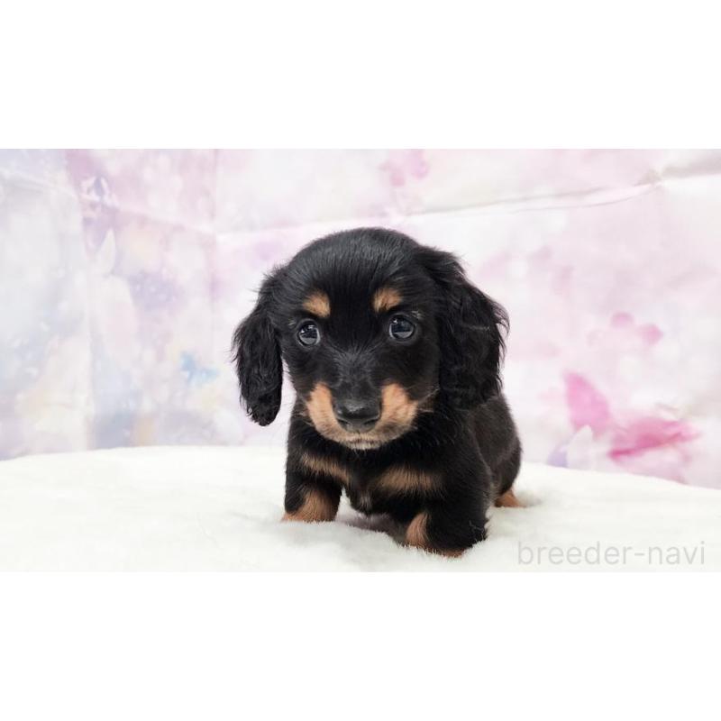 販売中の大阪府のカニンヘンダックスフンド(ロングヘアード)-434012の2枚目