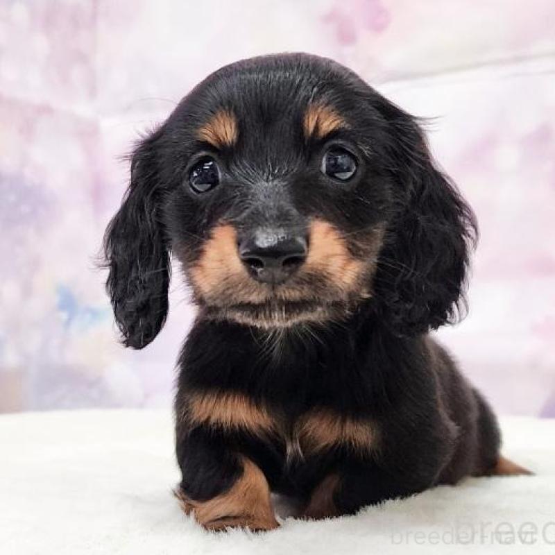 販売中の大阪府のカニンヘンダックスフンド(ロングヘアード)-434012の1枚目