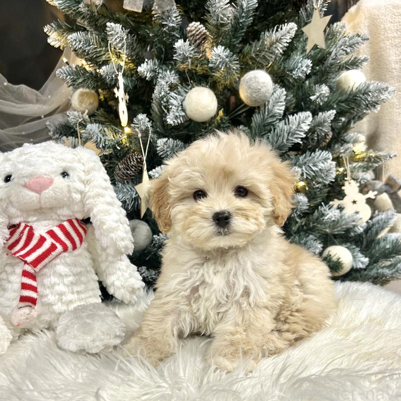 販売中の栃木県のマルプー:マルチーズ×トイプードル-434014