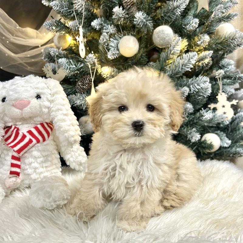 販売中の栃木県のマルプー:マルチーズ×トイプードル-434014の6枚目