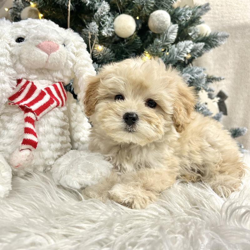 販売中の栃木県のマルプー:マルチーズ×トイプードル-434014の4枚目