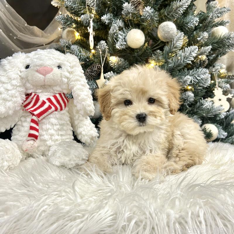 販売中の栃木県のマルプー:マルチーズ×トイプードル-434014の3枚目