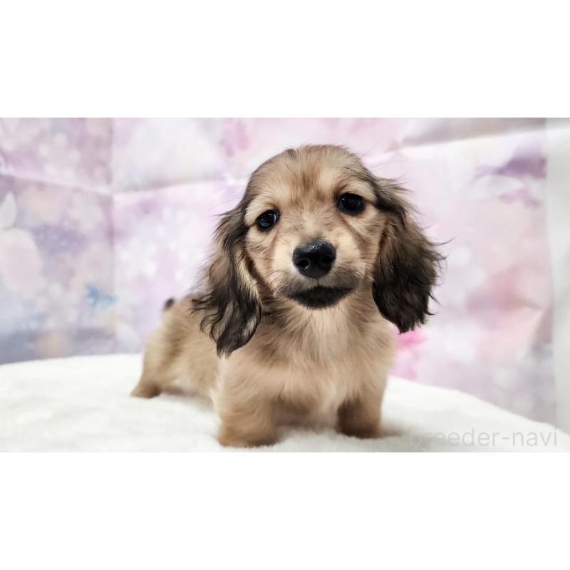 販売中の大阪府のミニチュアダックスフンド(ロングヘアード)-434016の5枚目