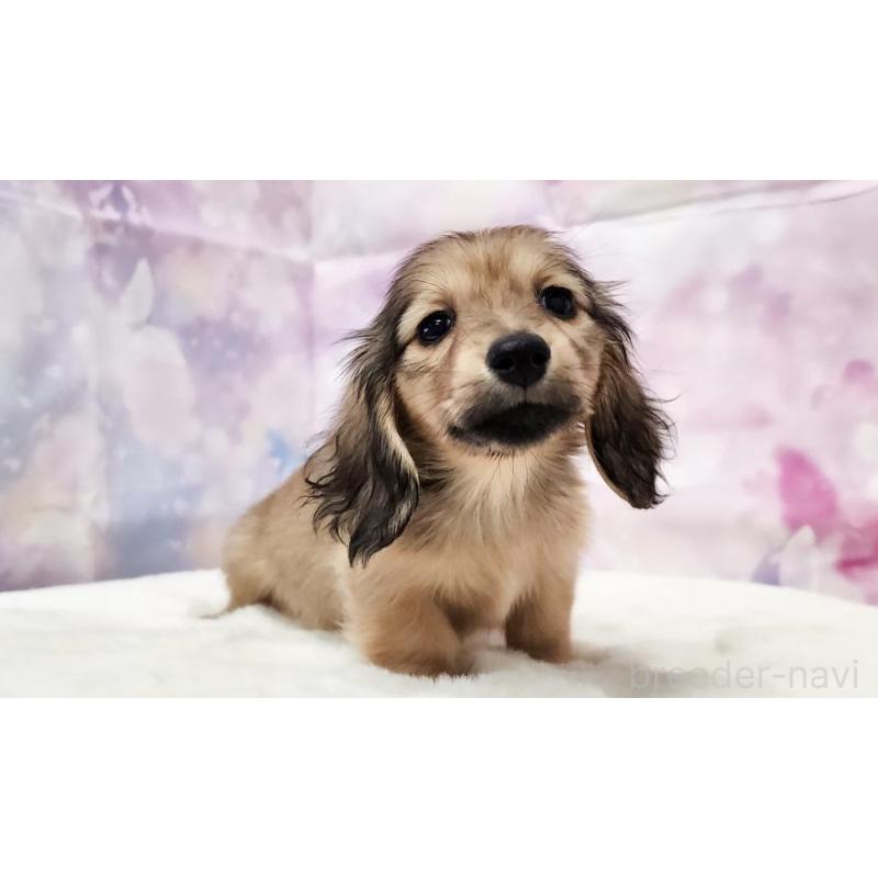 販売中の大阪府のミニチュアダックスフンド(ロングヘアード)-434016の3枚目