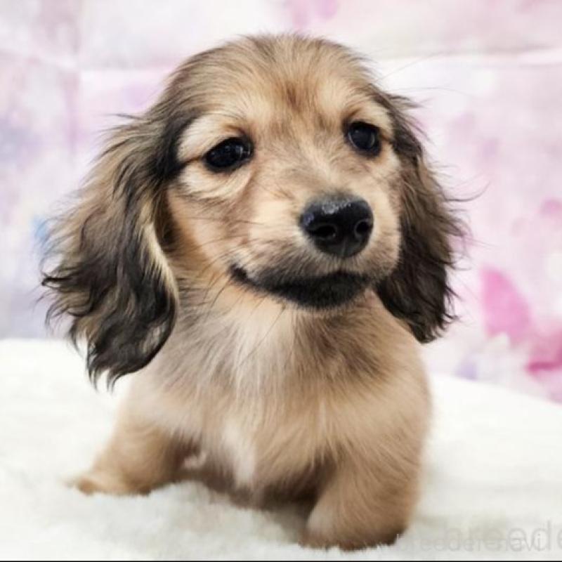 販売中の大阪府のミニチュアダックスフンド(ロングヘアード)-434016