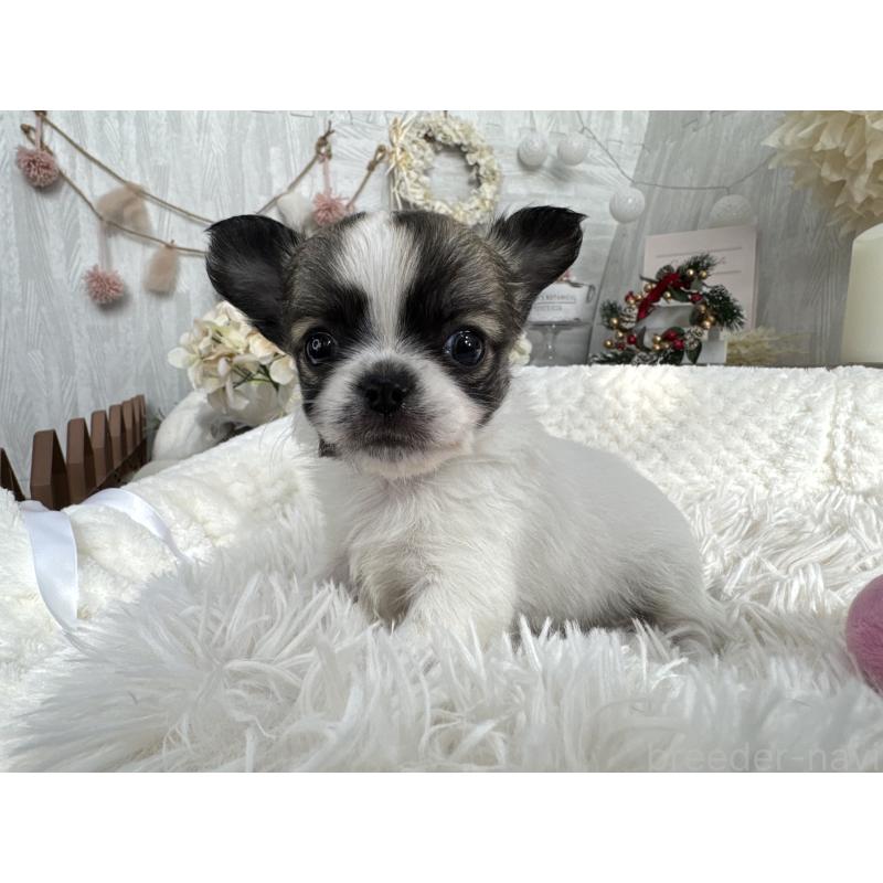 販売中の京都府のチワワ(ロングコート)-434017