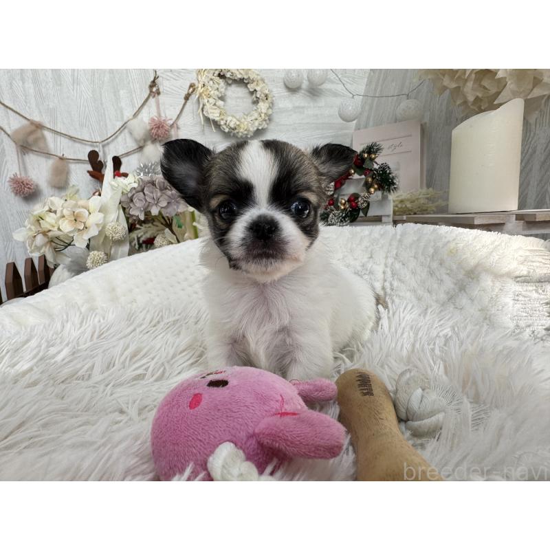 販売中の京都府のチワワ(ロングコート)-434017の6枚目