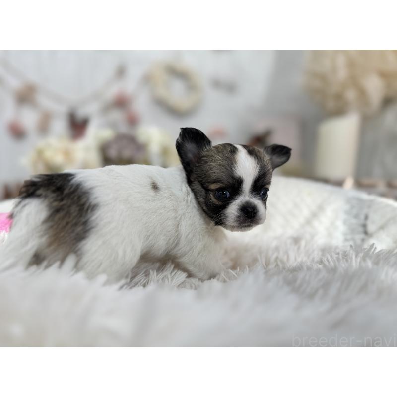 販売中の京都府のチワワ(ロングコート)-434017の4枚目