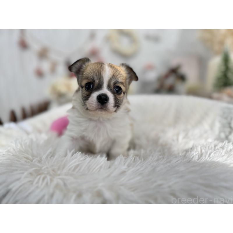 販売中の京都府のチワワ(ロングコート)-434018