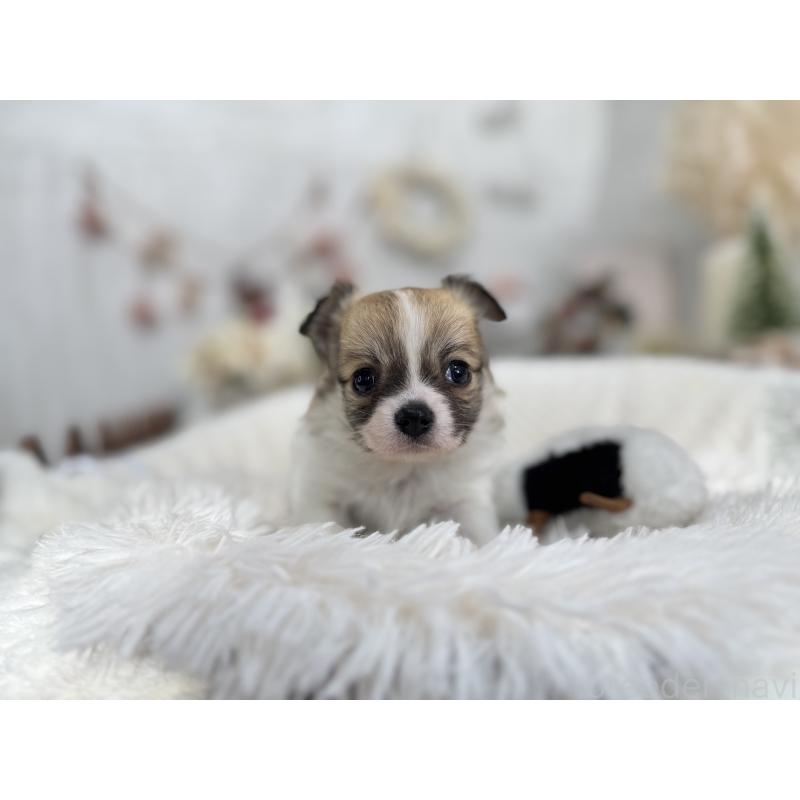 販売中の京都府のチワワ(ロングコート)-434018の5枚目