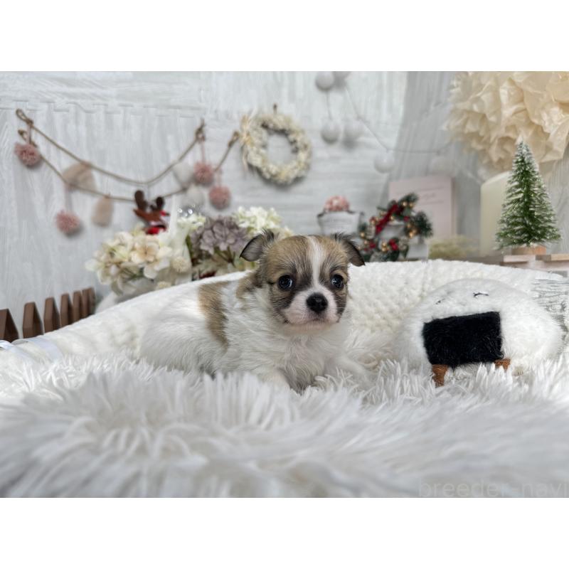 販売中の京都府のチワワ(ロングコート)-434018の4枚目