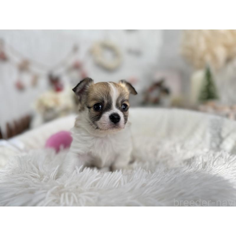 販売中の京都府のチワワ(ロングコート)-434018の2枚目