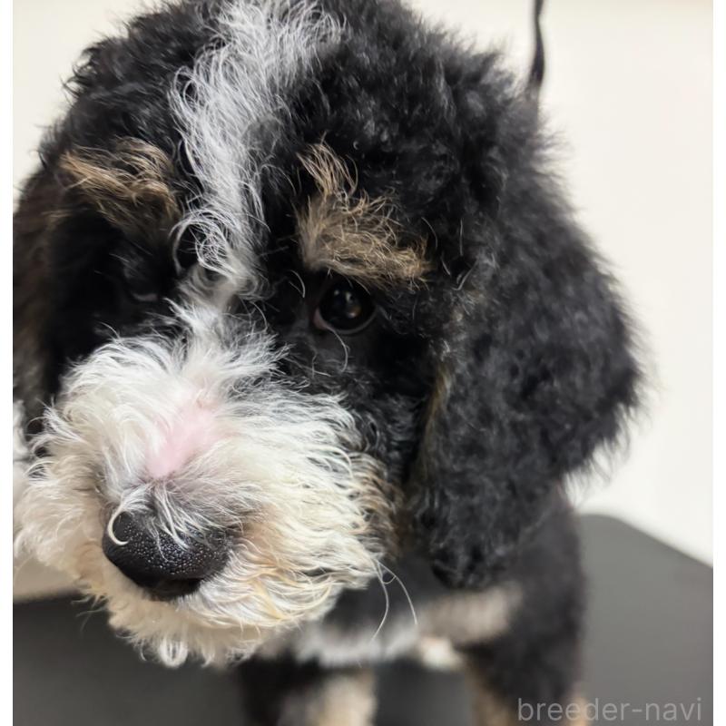 販売中の熊本県のバーニードゥードル:バーニーズ×スタンダードプードル-429689の4枚目