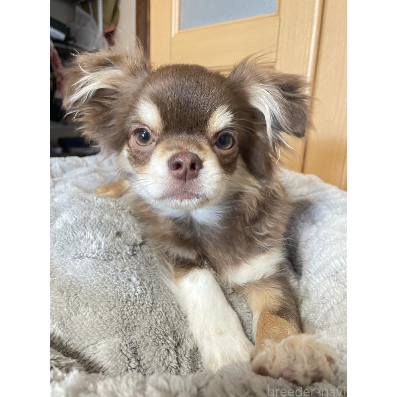 販売中の福岡県のチワワ(ロングコート)-412228の5枚目