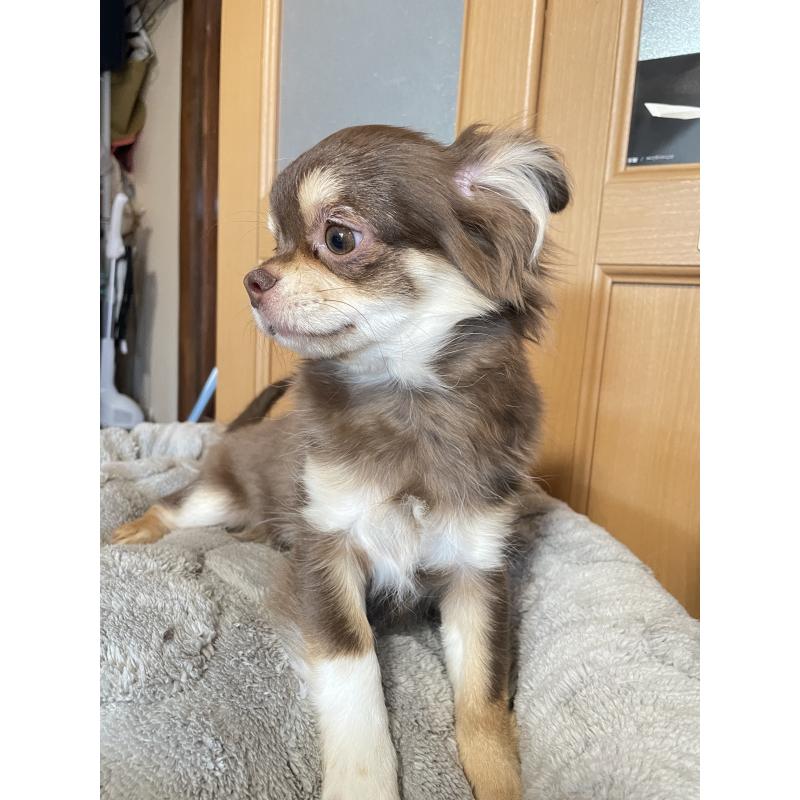 販売中の福岡県のチワワ(ロングコート)-412228の4枚目