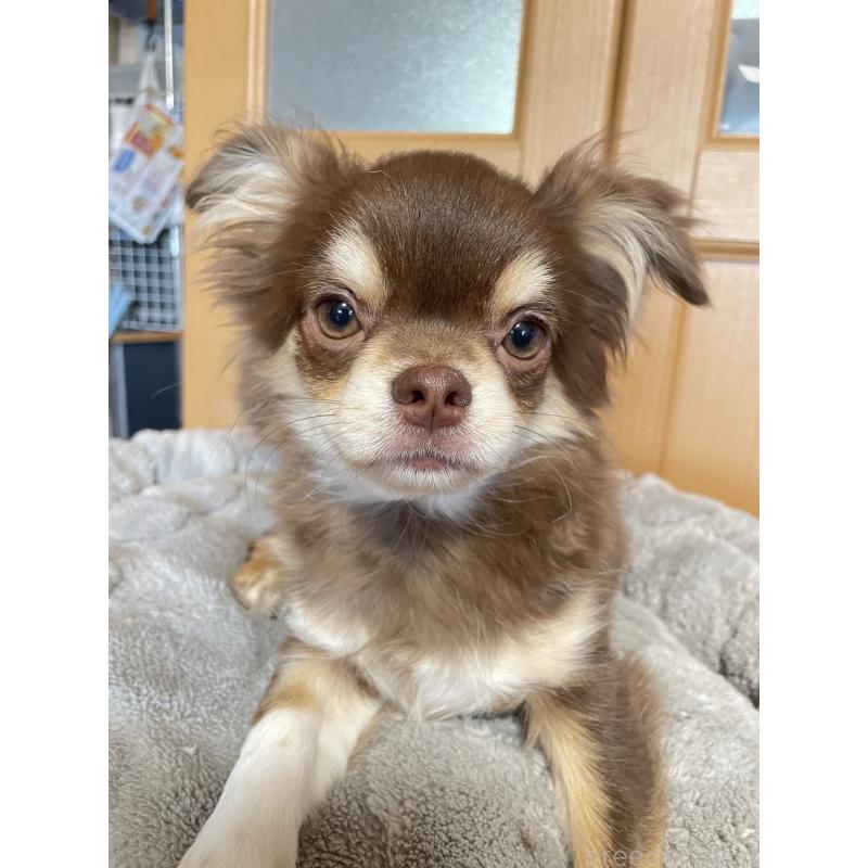 販売中の福岡県のチワワ(ロングコート)-412228の3枚目