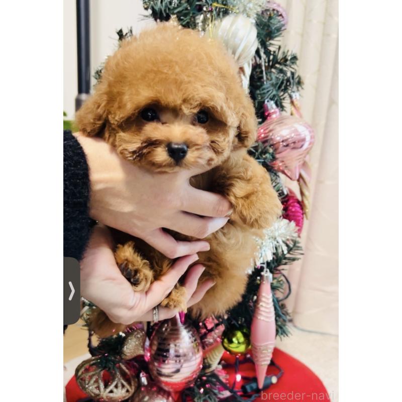 販売中の福岡県のタイニープードル-434020の11枚目