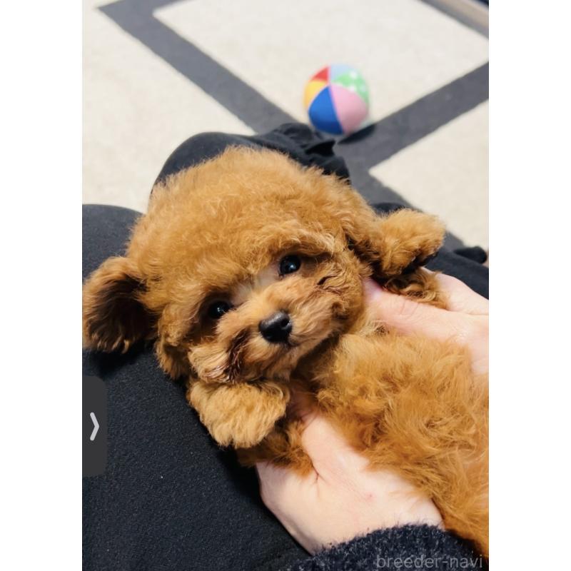 販売中の福岡県のタイニープードル-434020の9枚目