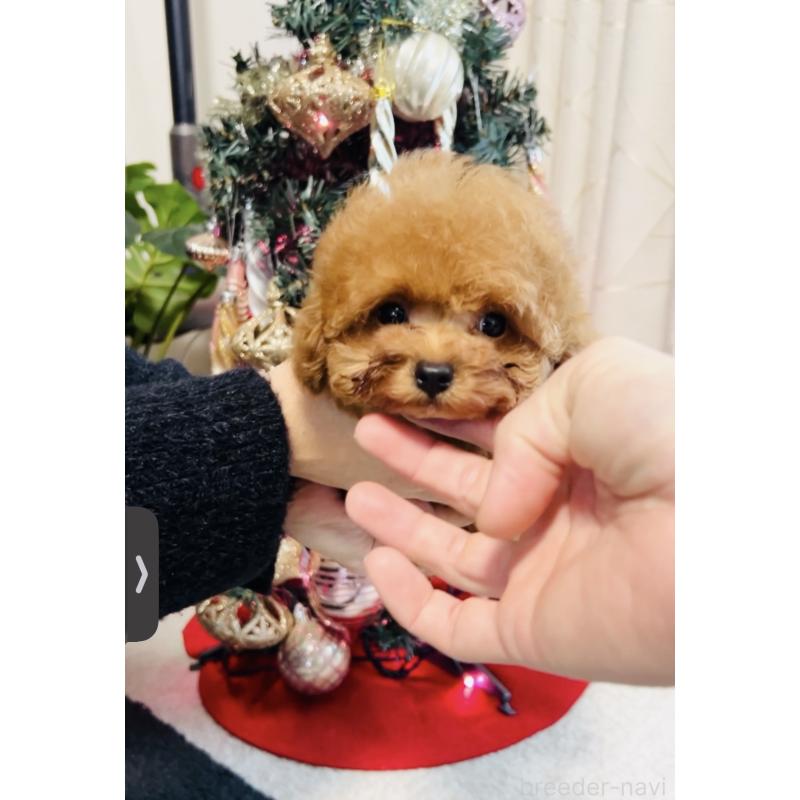 販売中の福岡県のタイニープードル-434020の8枚目