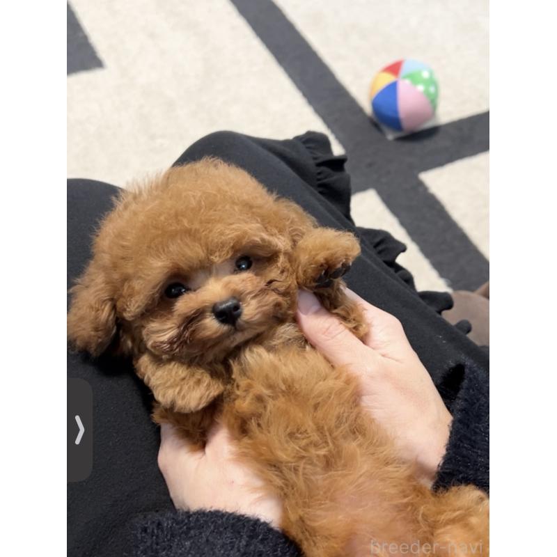 販売中の福岡県のタイニープードル-434020の7枚目