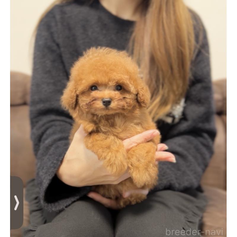 販売中の福岡県のタイニープードル-434020の4枚目