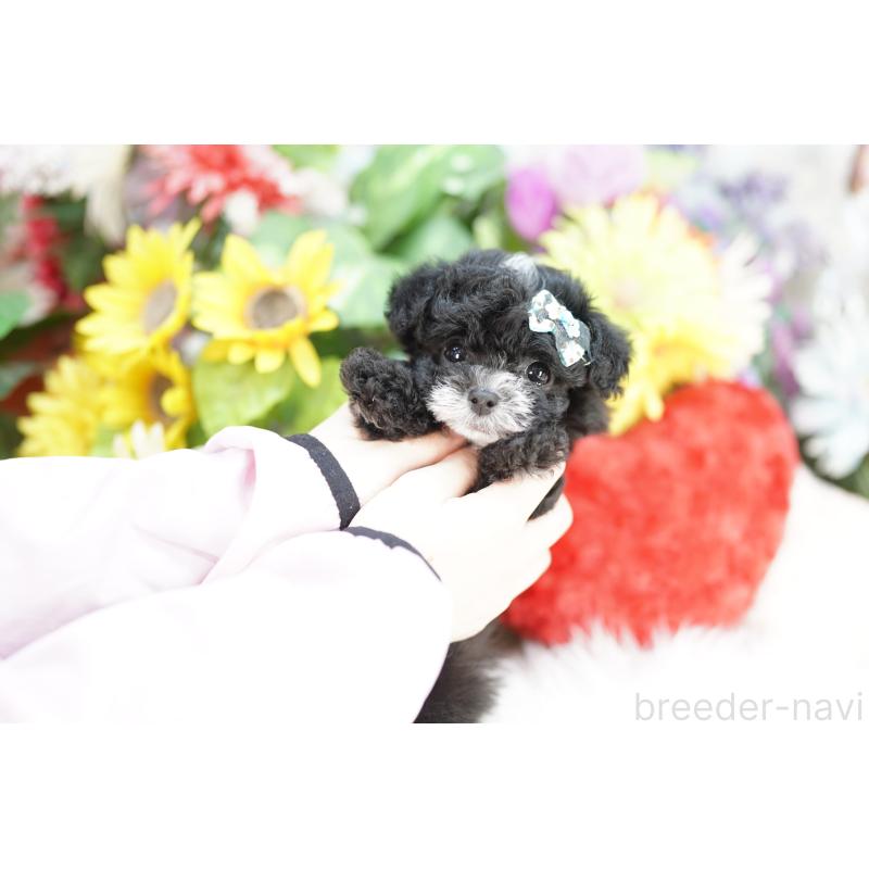 商談中の埼玉県のチワプー:チワワ×トイプードル-434019の5枚目