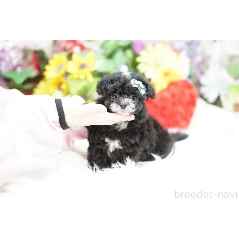 商談中の埼玉県のチワプー:チワワ×トイプードル-434019の4枚目