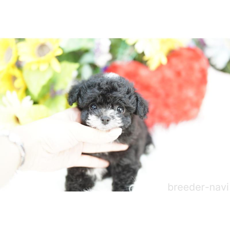 商談中の埼玉県のチワプー:チワワ×トイプードル-434019の2枚目