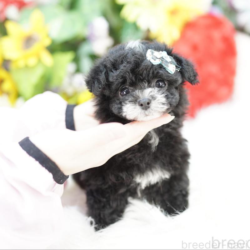 商談中の埼玉県のチワプー:チワワ×トイプードル-434019の1枚目