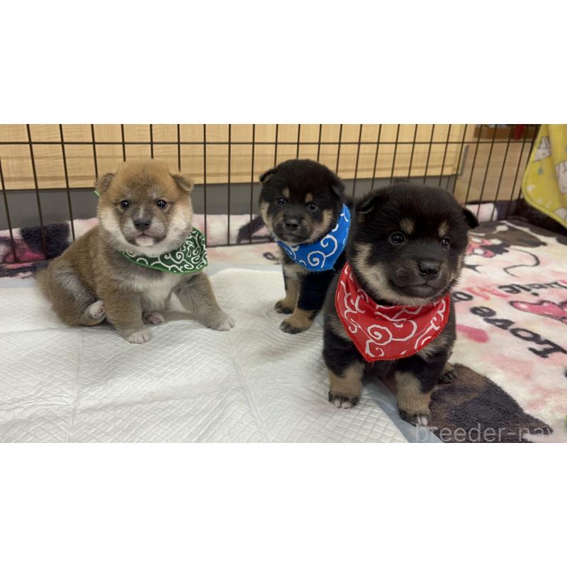 成約済の愛知県の豆柴-431232の11枚目