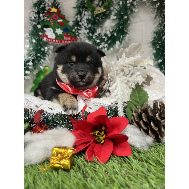 成約済の愛知県の豆柴-431232の10枚目