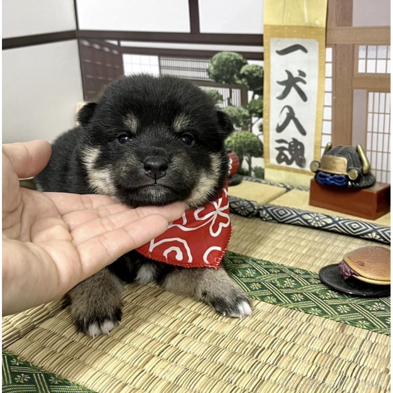 成約済の愛知県の豆柴-431232の9枚目