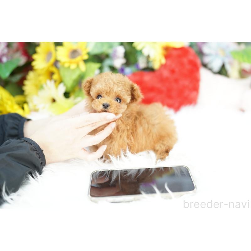 販売中の埼玉県のトイプードル-434022の5枚目