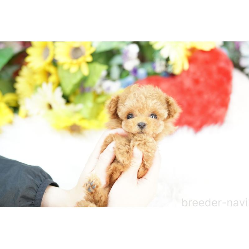 販売中の埼玉県のトイプードル-434022の3枚目