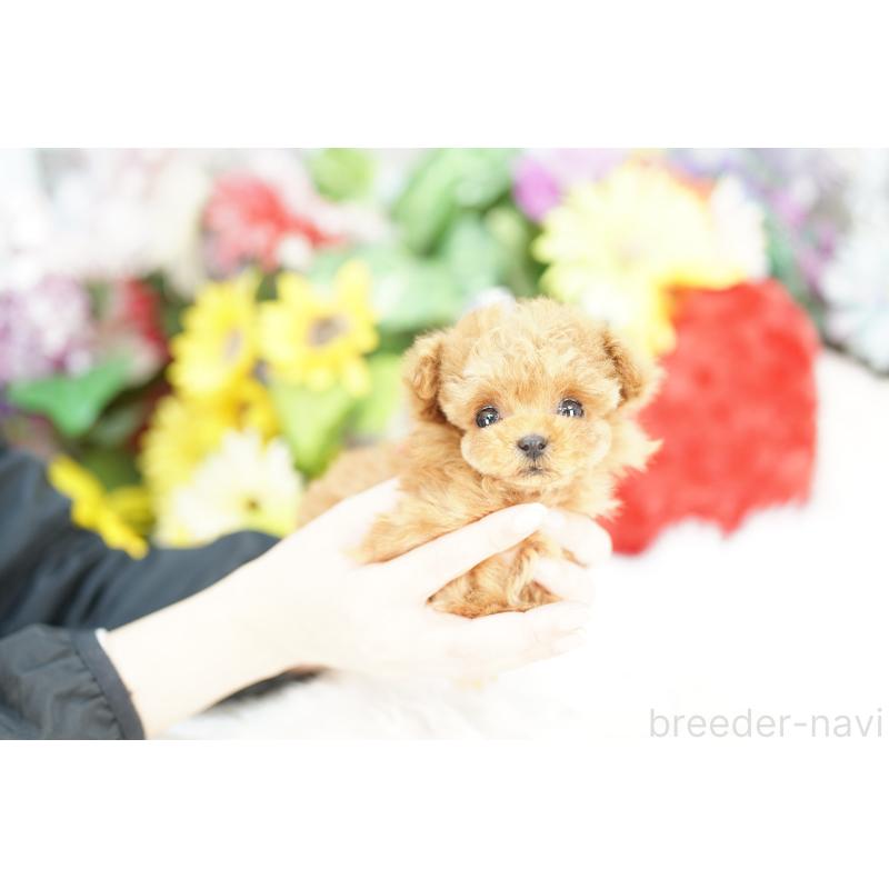 販売中の埼玉県のトイプードル-434022の2枚目