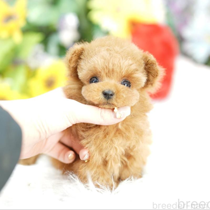 販売中の埼玉県のトイプードル-434022の1枚目