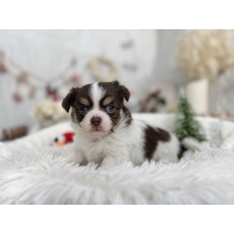 販売中の京都府のチワワ(ロングコート)-434023の1枚目