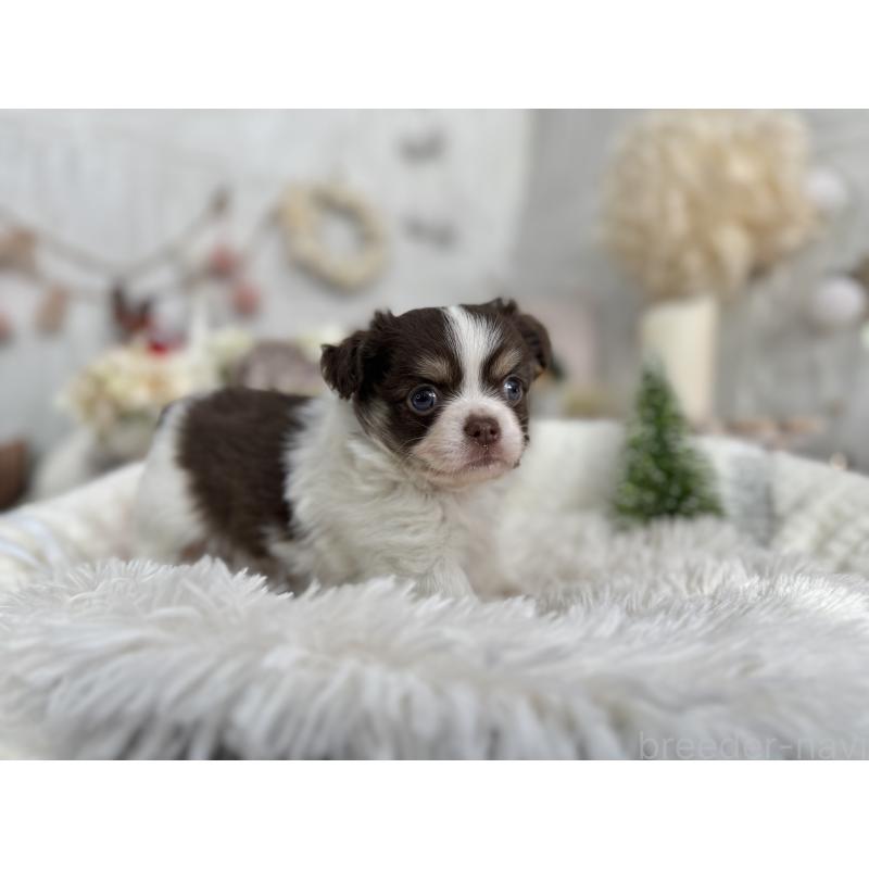 販売中の京都府のチワワ(ロングコート)-434023の6枚目