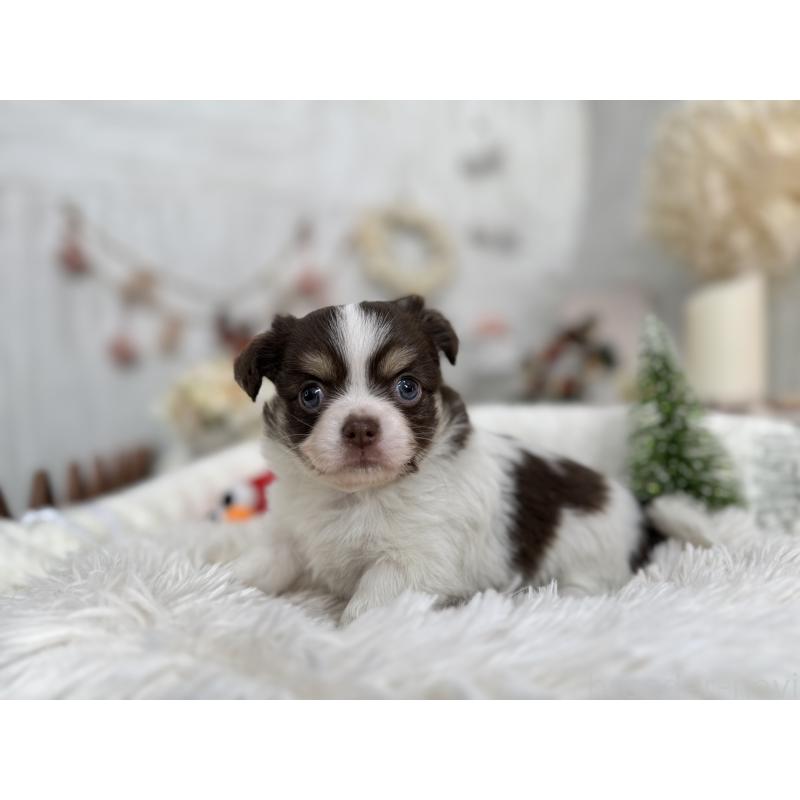 販売中の京都府のチワワ(ロングコート)-434023の5枚目